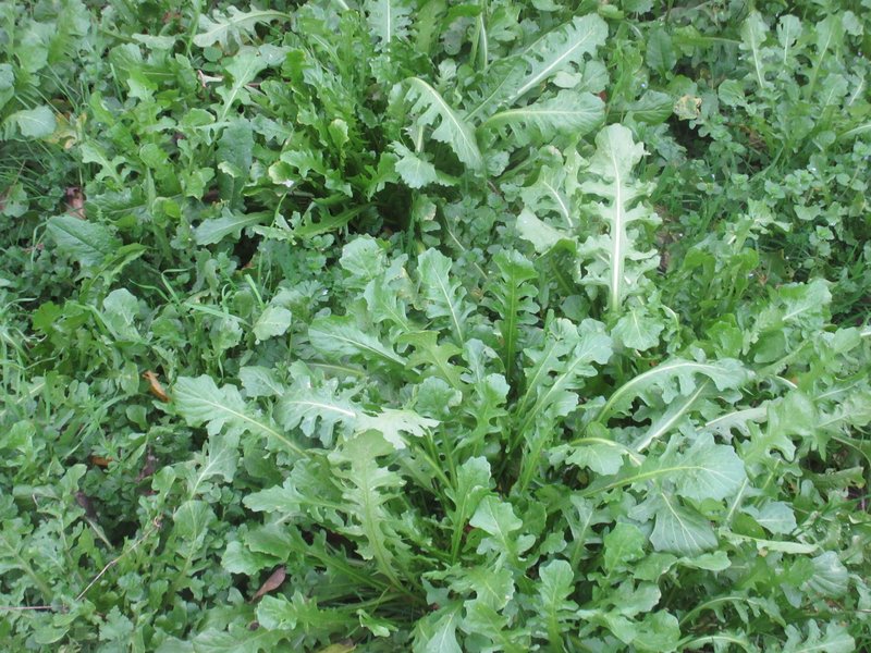 White Ballmustard photo 4