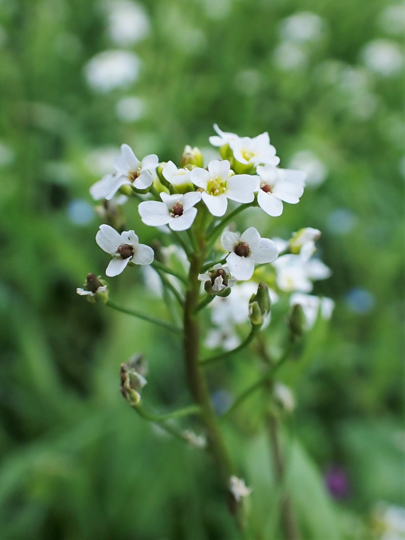 White Ballmustard photo 5