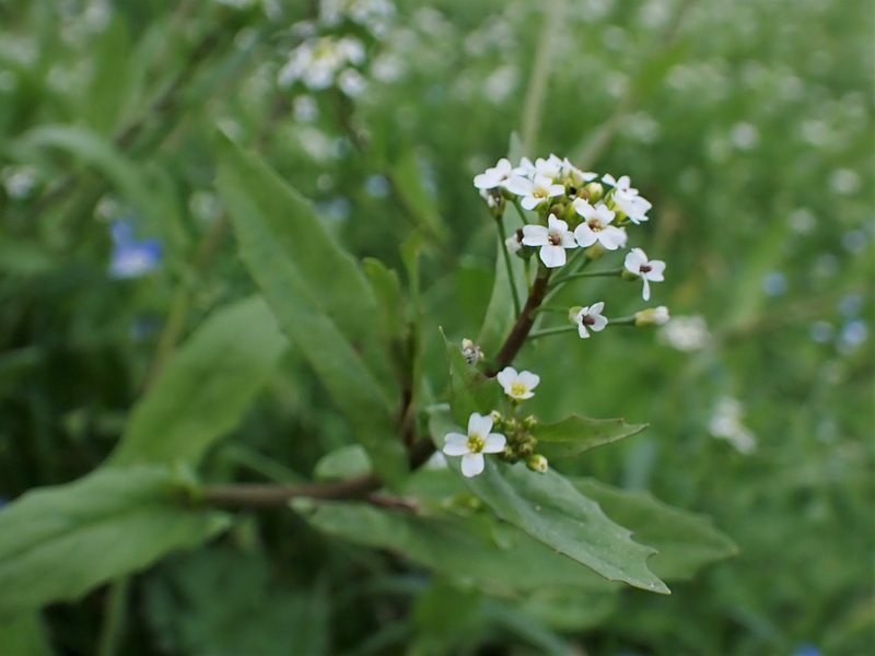 White Ballmustard photo 6