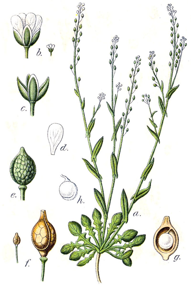 White Ballmustard photo 7