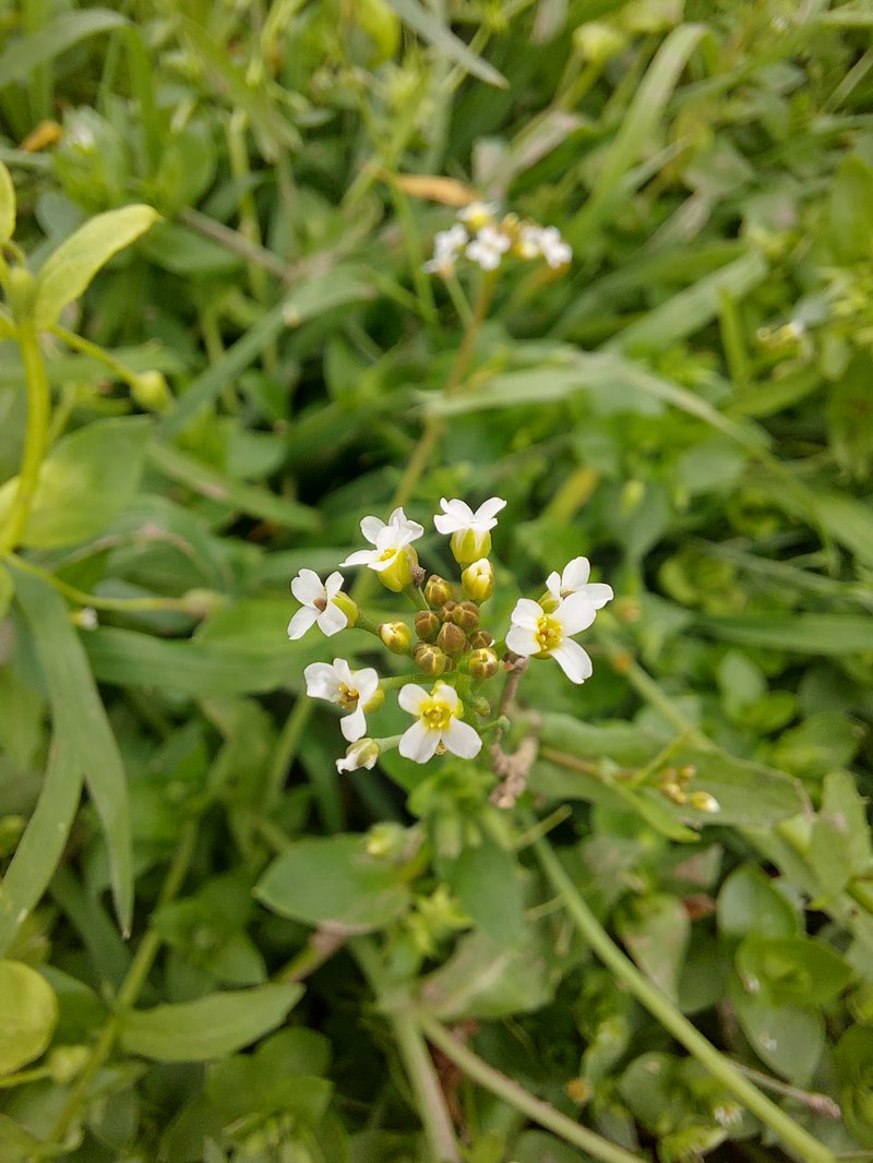 White Ballmustard photo 8