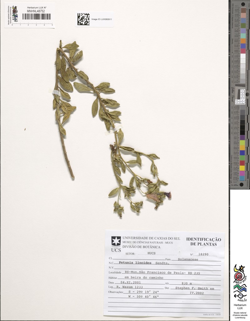 Calibrachoa linoides subsp. linoides