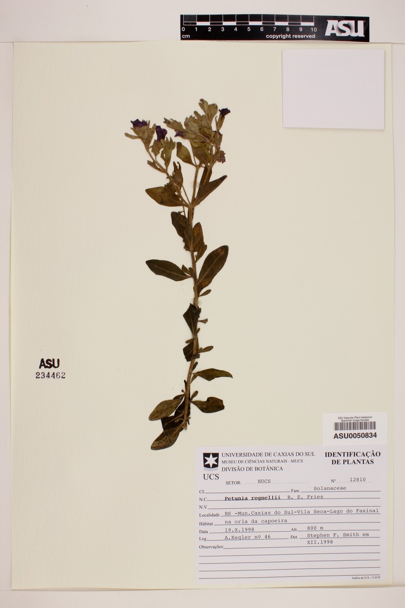 Calibrachoa linoides subsp. linoides photo 2
