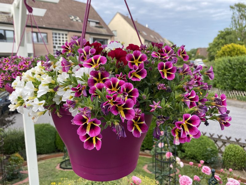 Seaside Petunia photo 2