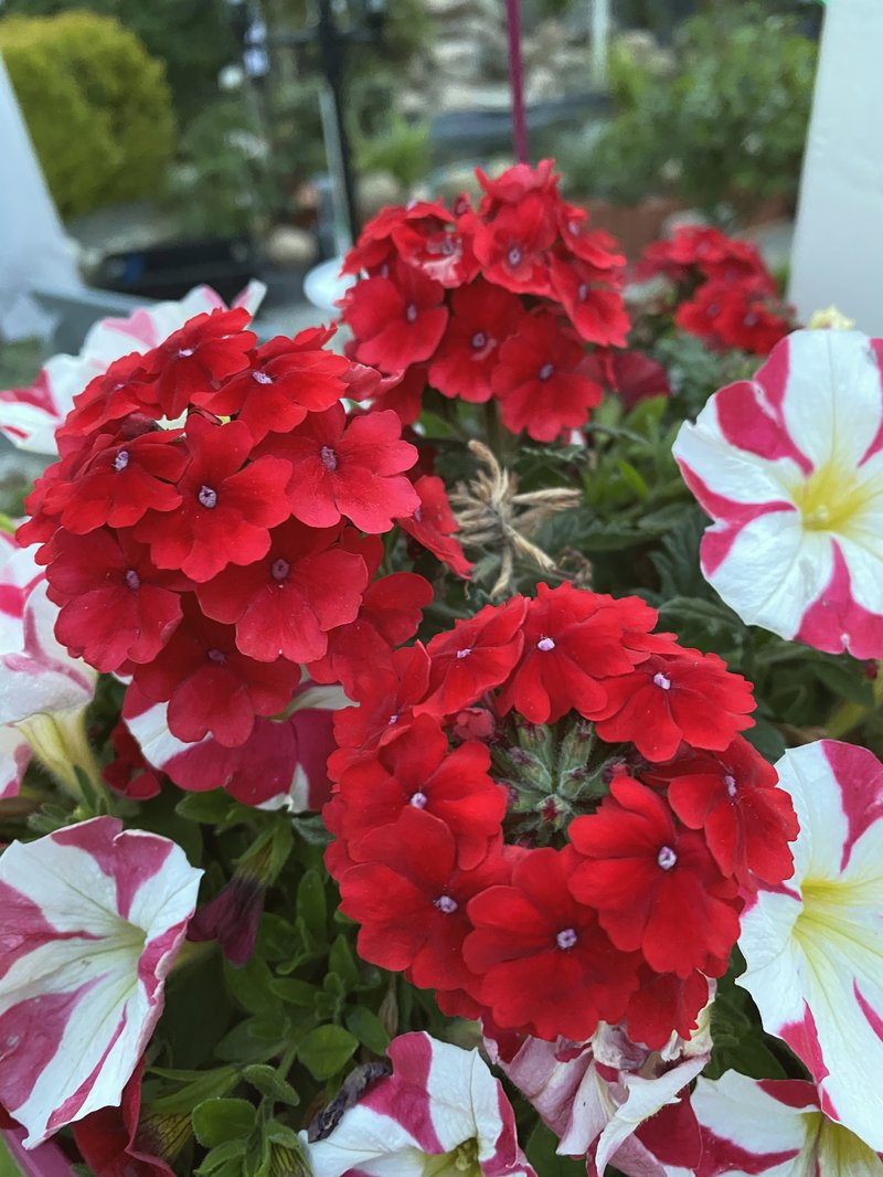 Seaside Petunia photo 3