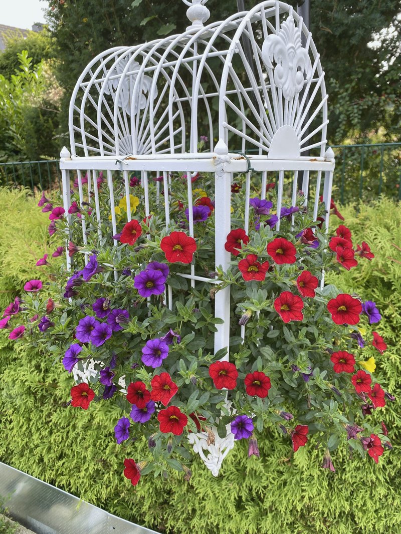 Seaside Petunia photo 4