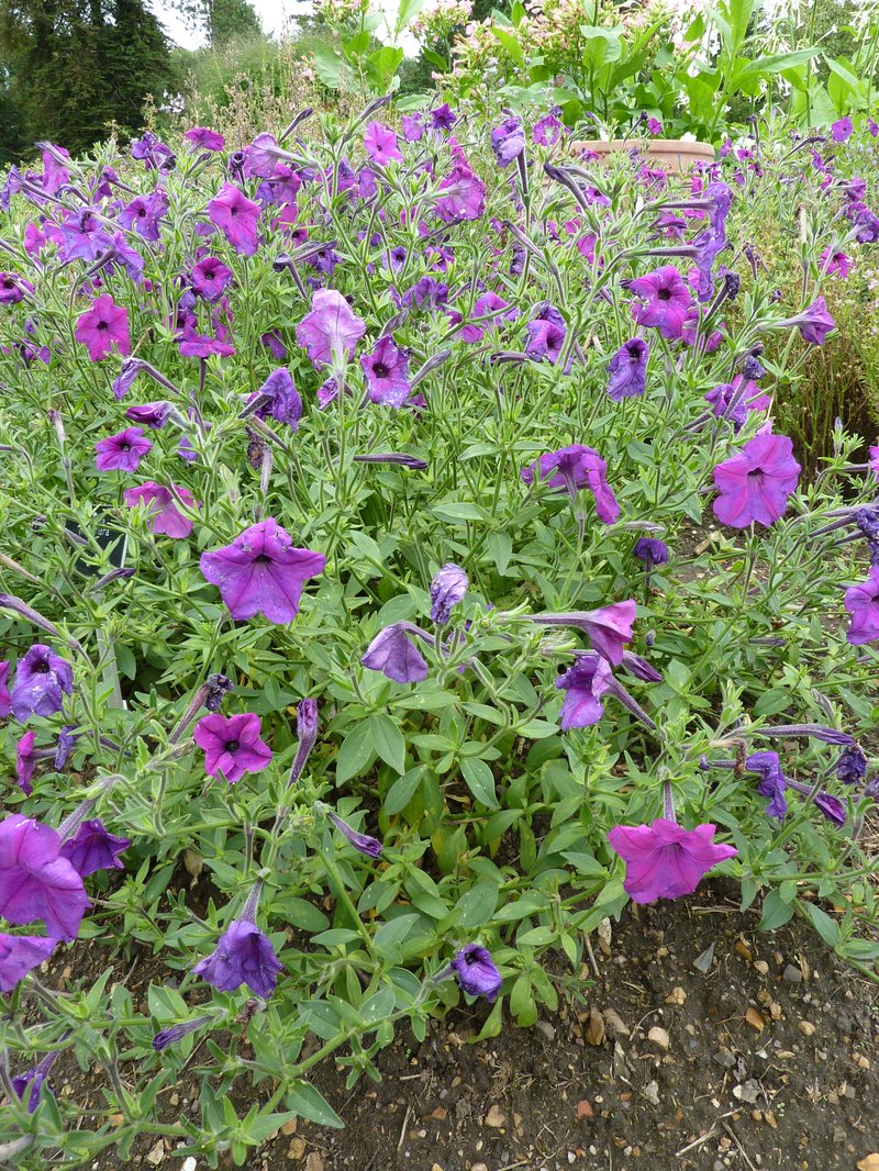 Seaside Petunia photo 5