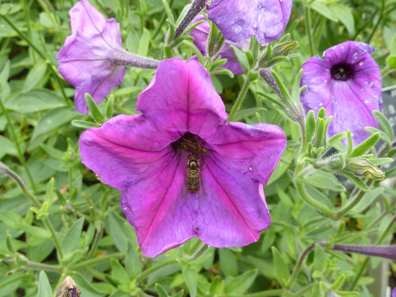 Seaside Petunia photo 6