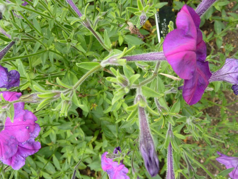 Seaside Petunia photo 7