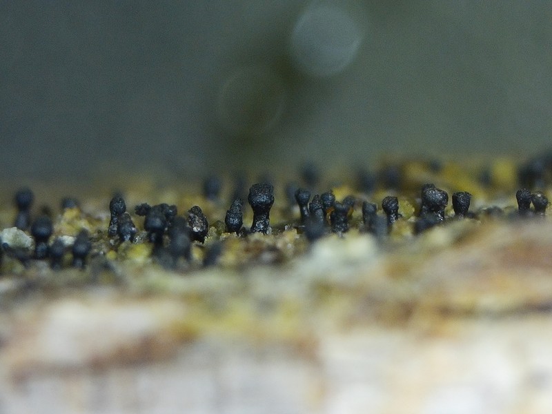 Spike Lichen photo 2