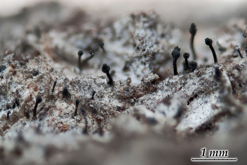Spike Lichen photo 3