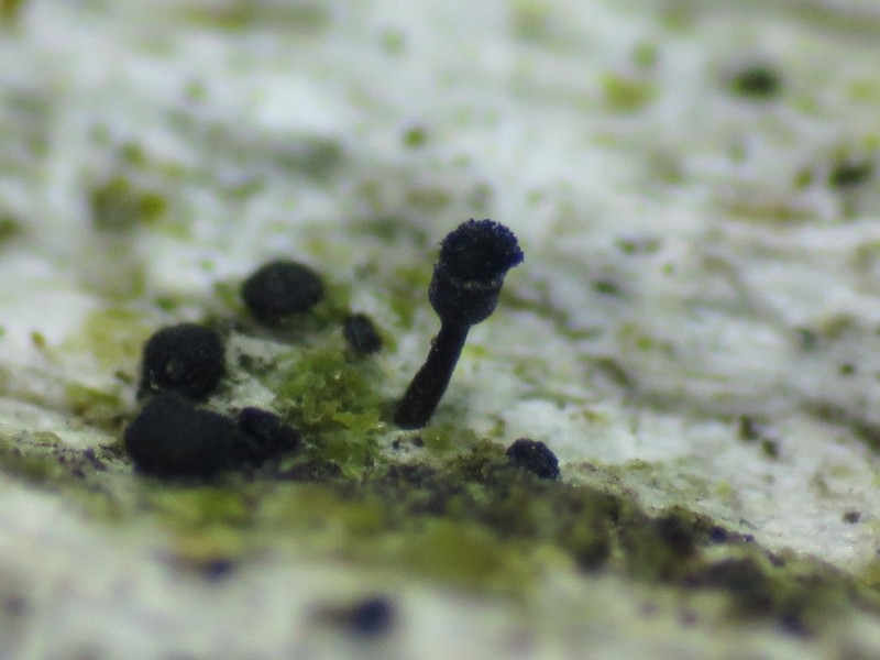 Spike Lichen photo 4