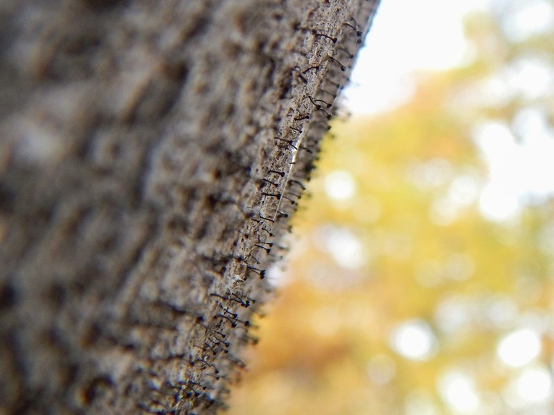 Spike Lichen photo 5
