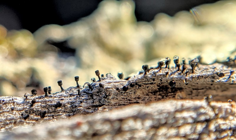 Spike Lichen photo 6