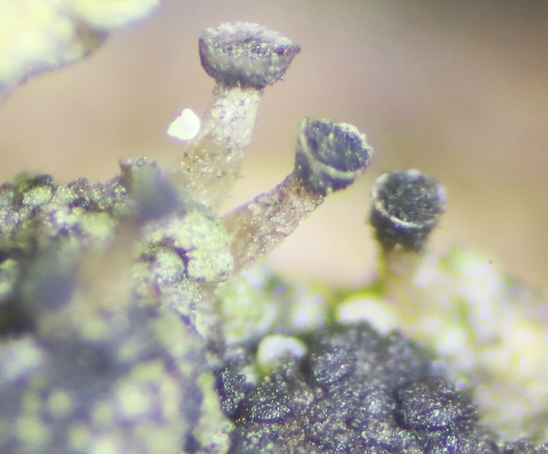 Adequate Spike Lichen