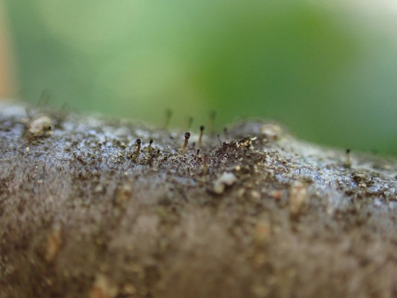 Adequate Spike Lichen photo 2