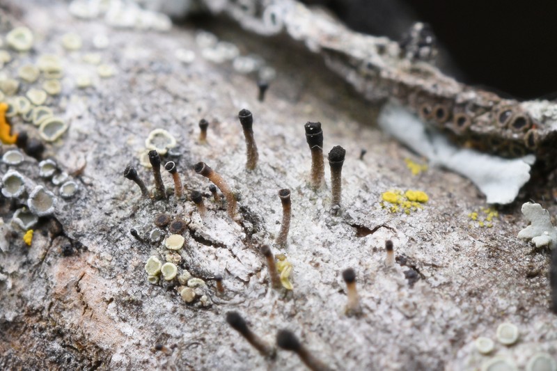 Adequate Spike Lichen photo 3
