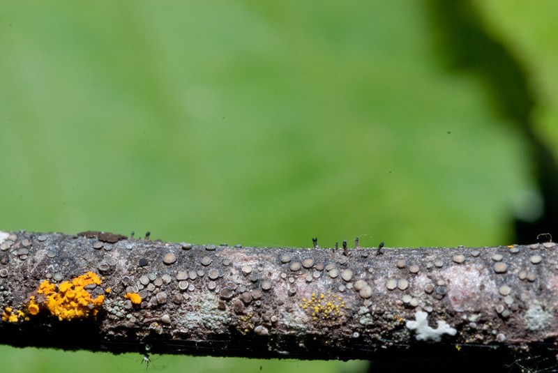 Adequate Spike Lichen photo 4
