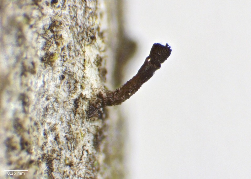 Adequate Spike Lichen photo 5