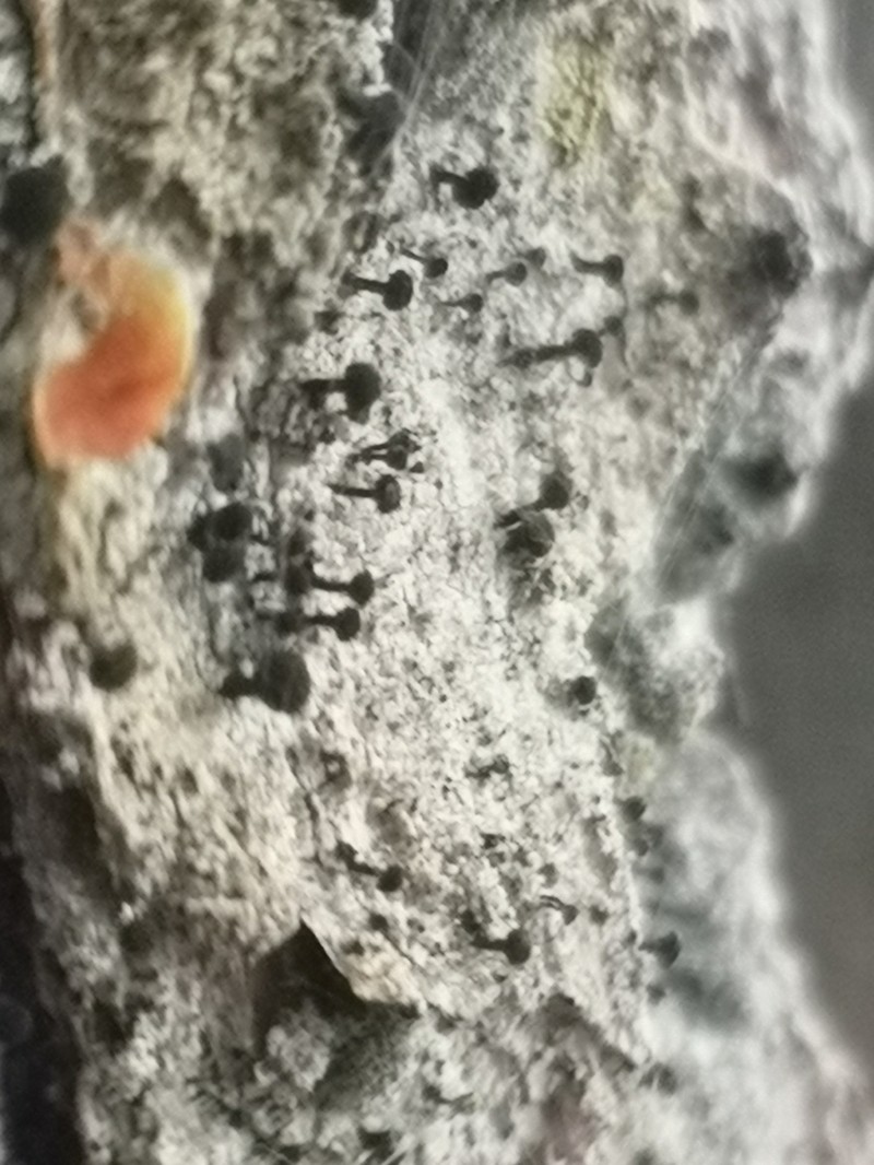 Adequate Spike Lichen photo 6