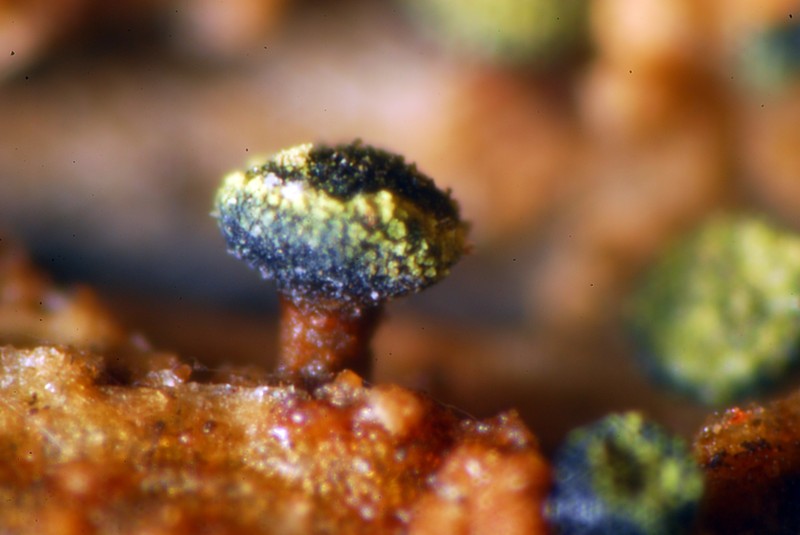 Spike Lichen