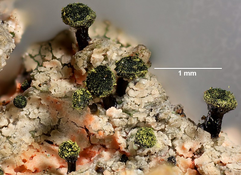 Spike Lichen photo 2