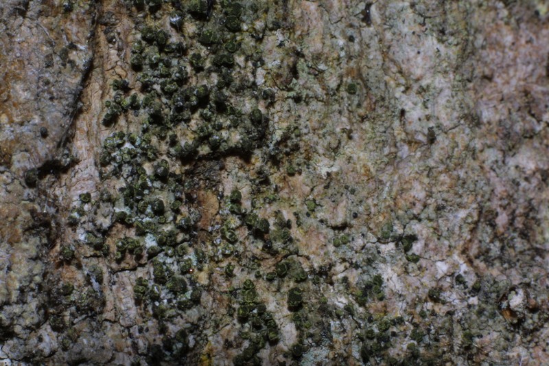 Spike Lichen photo 3