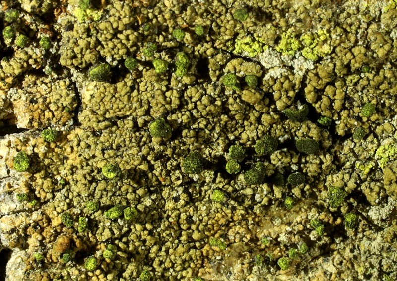 Spike Lichen photo 4
