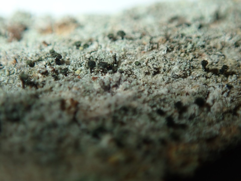Spike Lichen photo 5