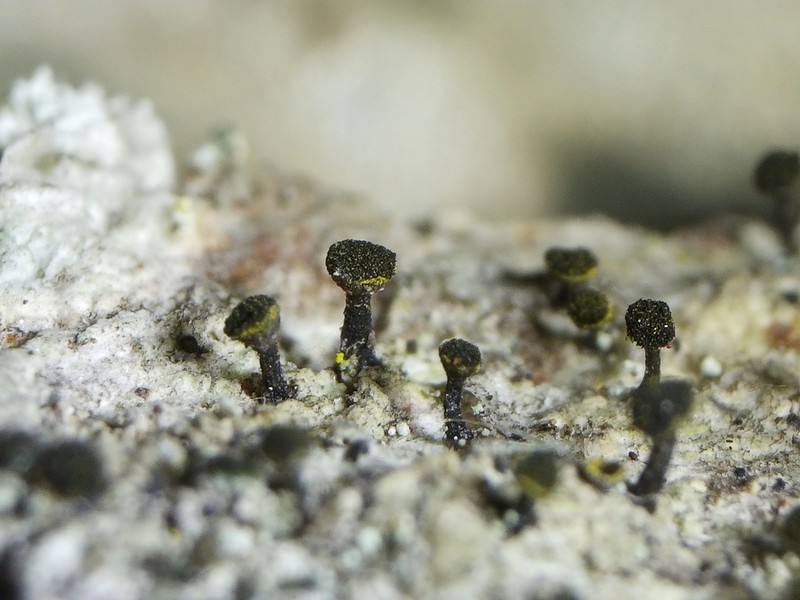 Spike Lichen photo 6