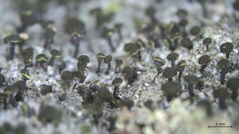 Spike Lichen photo 7