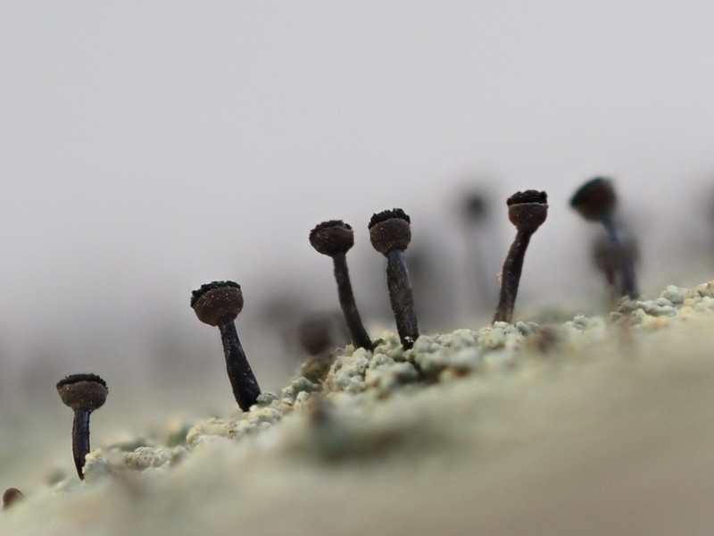 Spike Lichen