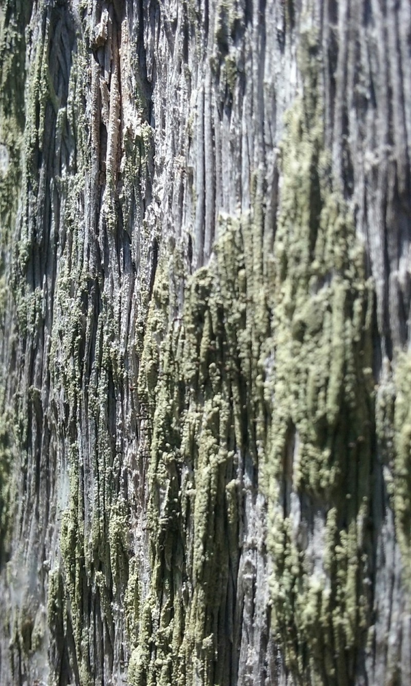 Spike Lichen photo 2