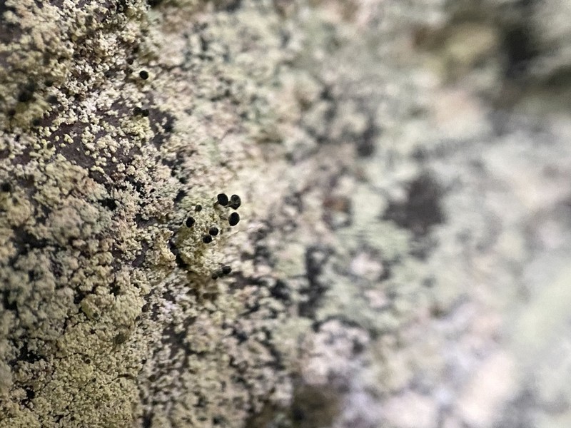 Spike Lichen photo 2