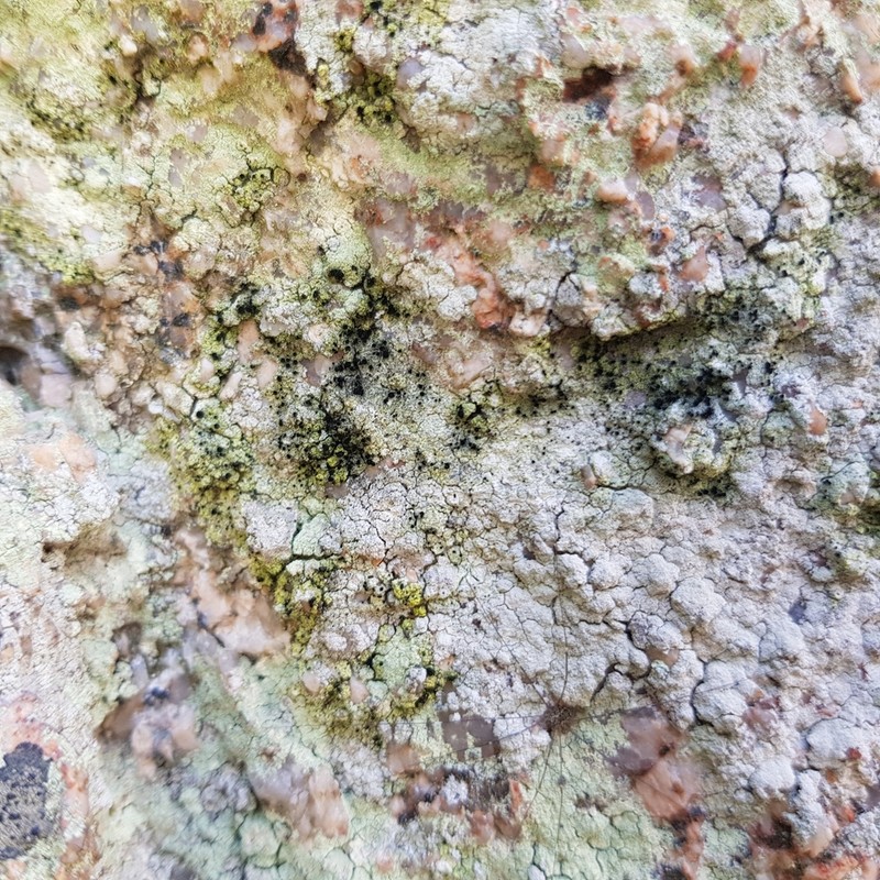 Spike Lichen photo 3