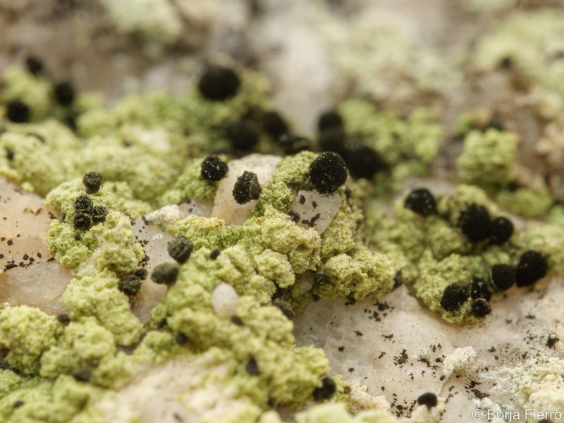 Spike Lichen photo 4
