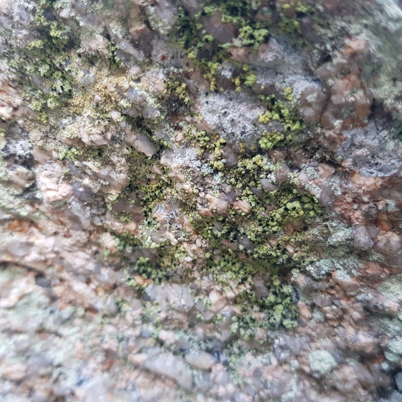Spike Lichen photo 5