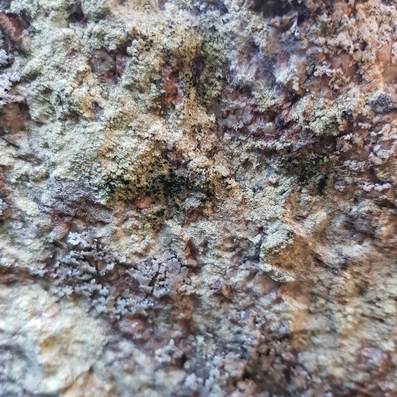 Spike Lichen photo 6
