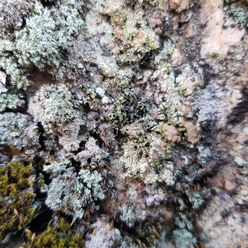 Spike Lichen photo 7