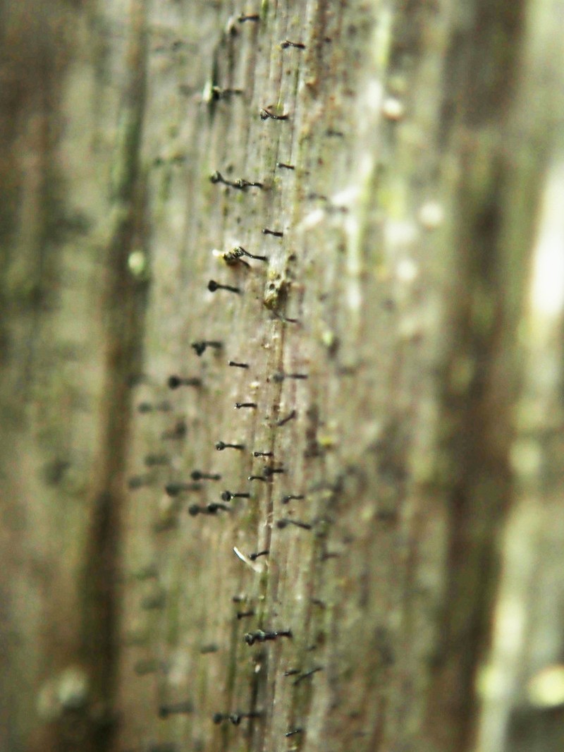 Spike Lichen photo 2