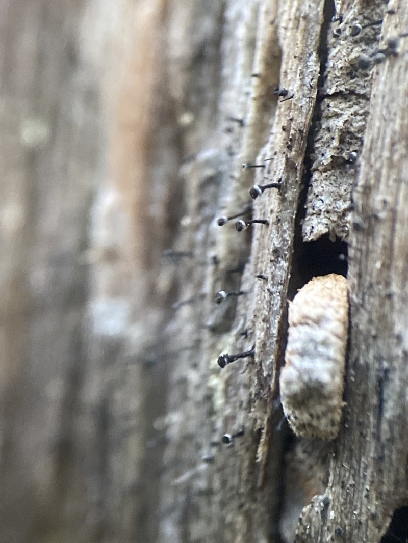 Spike Lichen photo 3