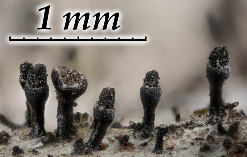Spike Lichen photo 4