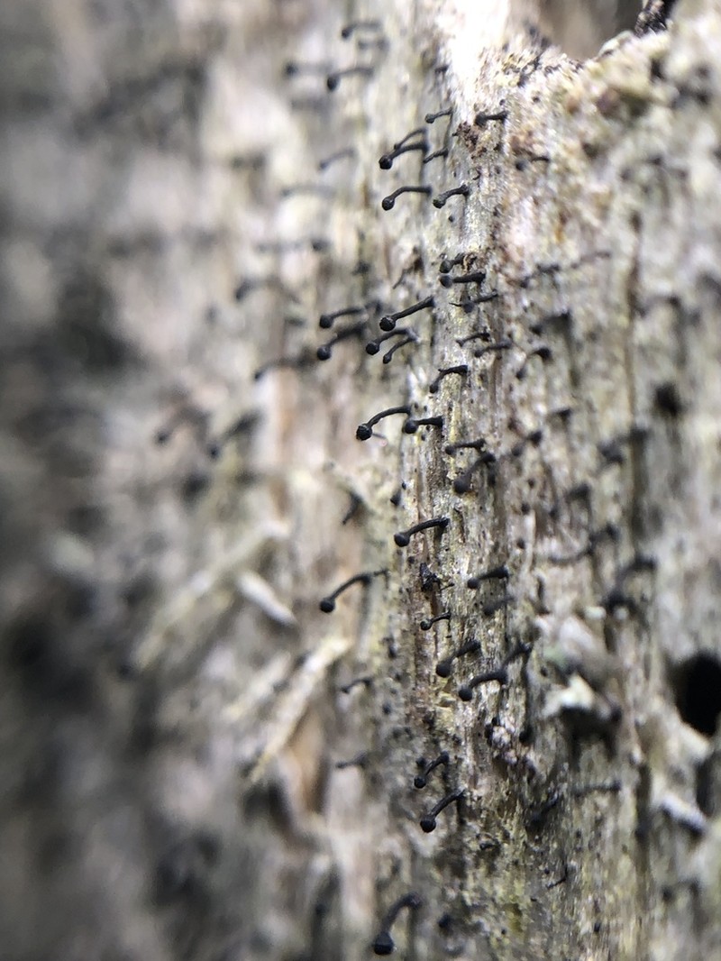 Spike Lichen photo 5
