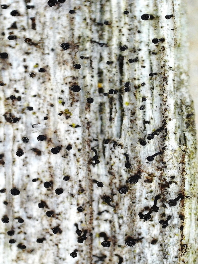 Spike Lichen photo 6