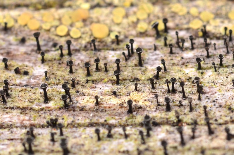 Spike Lichen photo 7