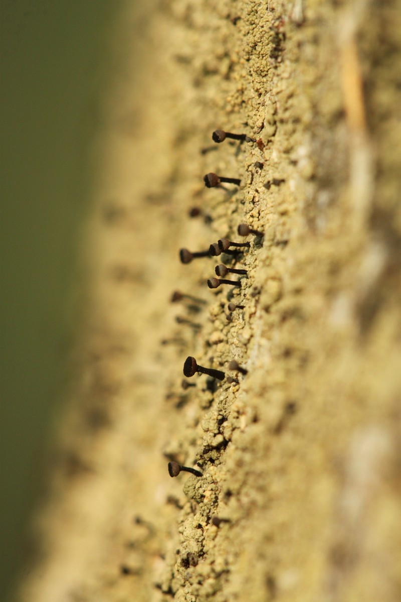 Spike Lichen photo 3