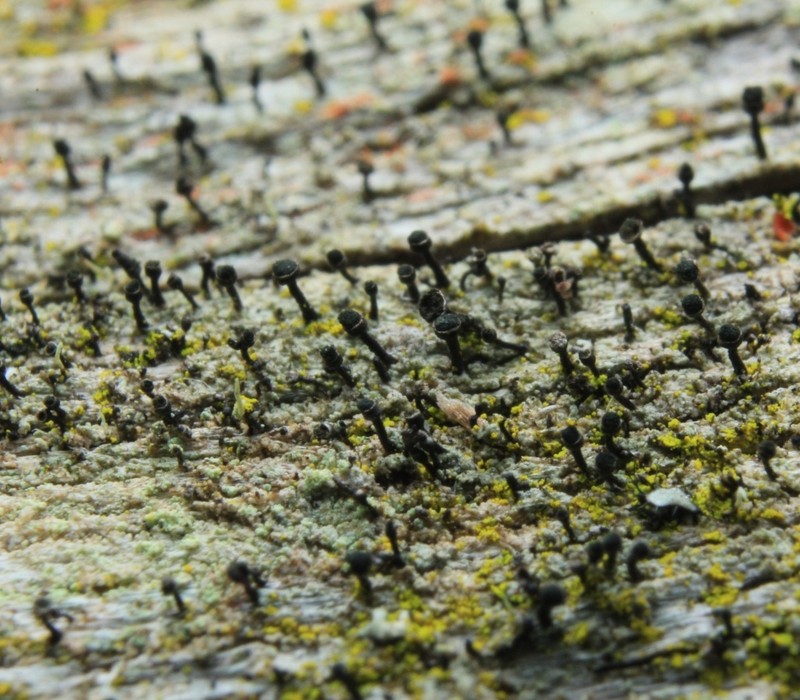 Spike Lichen photo 4