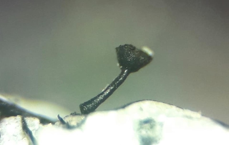 Spike Lichen photo 5