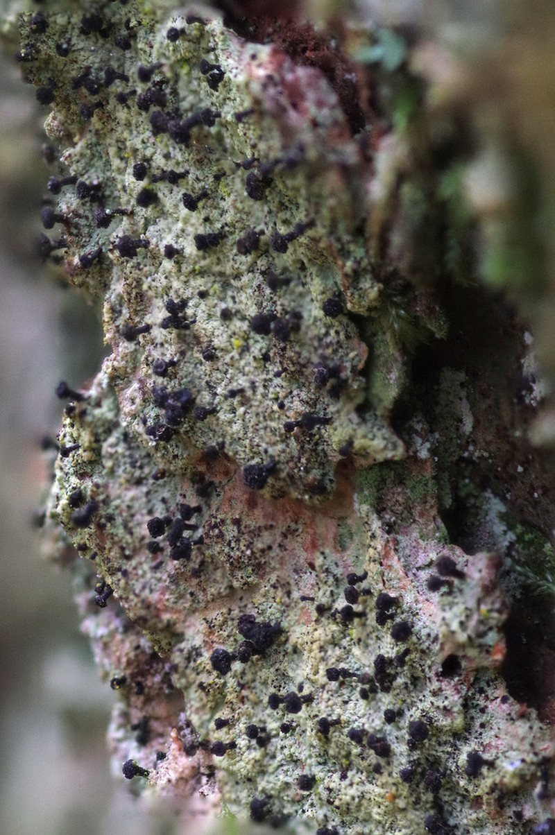 Spike Lichen photo 2