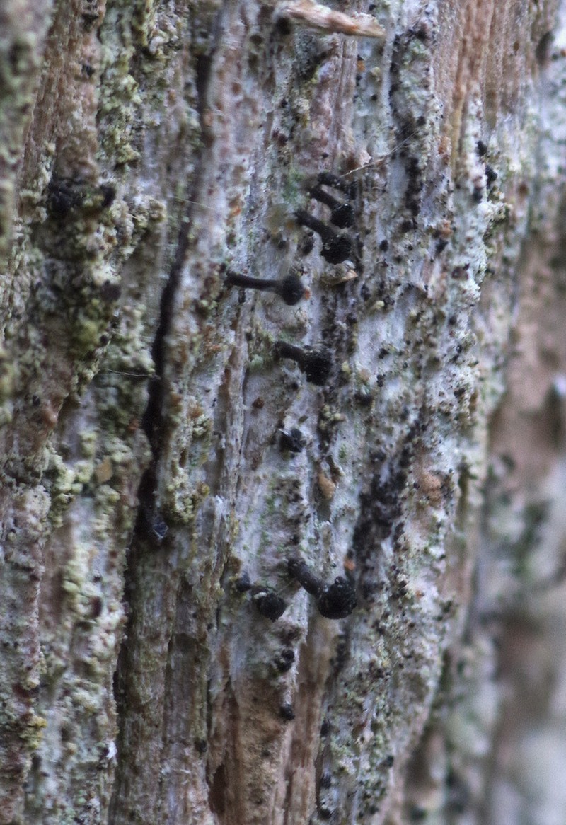 Spike Lichen photo 3